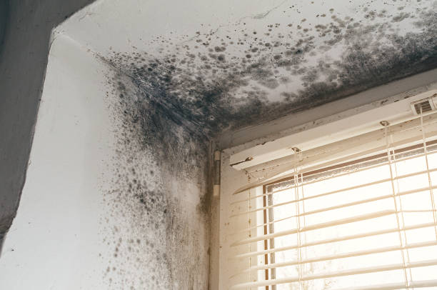 Affordable Mold Remediation solutions in Desert Aire, WA